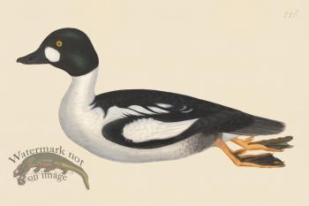 Rudbeck CFA 226 Golden Eye